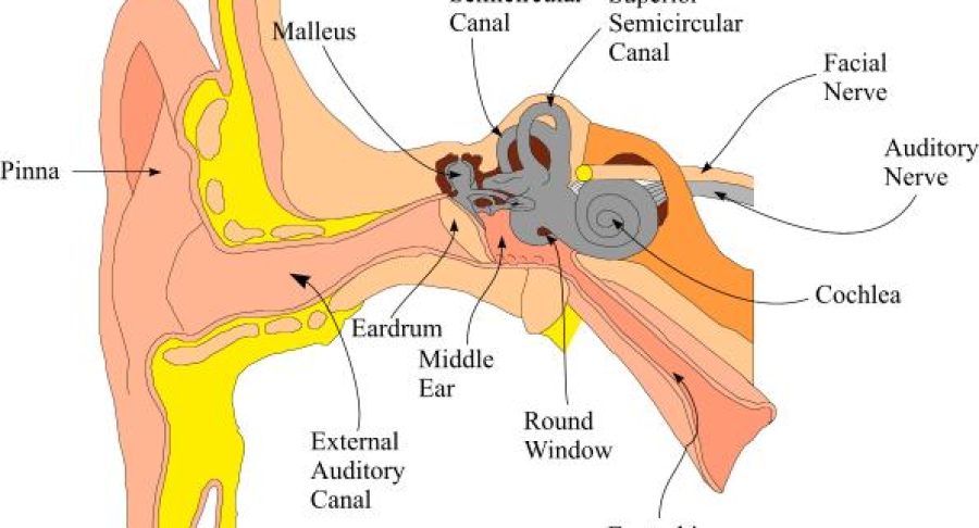 EAR-ANATOMY-FIGURE